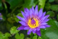 Waterlily Royalty Free Stock Photo