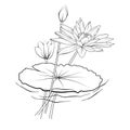 waterlily Coloring Pages, artistic decorative floral sketches, pretty flower coloring pages, hand drawn sketch water lily drawing,