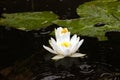 Waterlily and a few raindrops on the lake surface