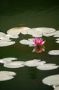 Waterlily and fish in pond