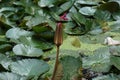 Waterlily floating on the pond