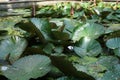 Waterlily floating on the pond Royalty Free Stock Photo