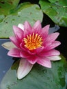 Waterlily flower Royalty Free Stock Photo