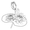 waterlily flower art print, purple water lily, illustration water lily vector, outline water lily drawing