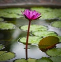 Waterlily Flower Blossom. Tropical Plant Lotus Royalty Free Stock Photo