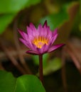 Waterlily Flower Blossom. Tropical Plant Lotus Royalty Free Stock Photo