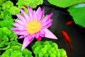 Waterlily Flower and Carps Royalty Free Stock Photo