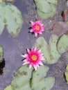 Waterlily Flower on lake