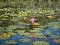Waterlily flowers blooming on the lake