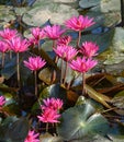 Waterlily flowers blooming Royalty Free Stock Photo