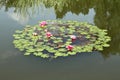 Waterlily flowers and a frog