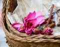 Waterlily flowers at market in Gili Meno island, Indonesia