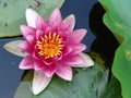 Waterlily in full bloom Royalty Free Stock Photo