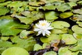 Waterlily in full bloom on a lily pad covered lake