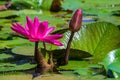 Waterlily on garden pond for background use Royalty Free Stock Photo