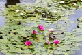 Waterlily in garden pond in the park Royalty Free Stock Photo