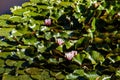 Waterlily in garden pond Royalty Free Stock Photo