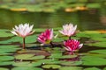 Waterlily in garden pond Royalty Free Stock Photo