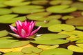 Waterlily in garden pond Royalty Free Stock Photo