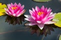 Waterlily in garden pond Royalty Free Stock Photo