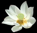 Waterlily isolated