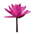 Waterlily isolated on white