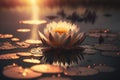 waterlily on the lake at sunset Royalty Free Stock Photo