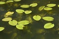 Waterlily leaf