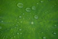 Waterlily leaf with rain drops Royalty Free Stock Photo