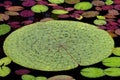 Waterlily Leaves Royalty Free Stock Photo