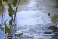 Waterlily and lilipads