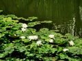 Waterlily or lilly pads in pond in the summertime Royalty Free Stock Photo