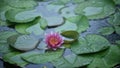 waterlily lily in the pond with green leaves and drops of dew on the