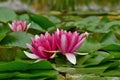Waterlily Royalty Free Stock Photo