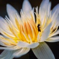 The waterlily(lotus) blooming in the sunlight in the morning Royalty Free Stock Photo