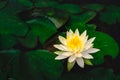 Waterlily lotus flower in beautiful blue water in garden