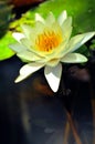 Waterlily or lotus flower blooming in the pond