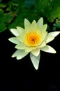 Waterlily or lotus flower blooming in the pond