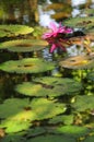 Waterlily in the lotus flowers pond