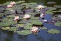 Waterlily lotus on a water