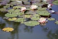 Waterlily lotus on a water
