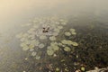 Waterlily plant in the sallow water edge