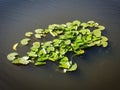 Waterlily plant on water surface