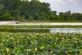 Lotus plants on Carter Lake Iowa