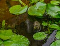 Waterlily plants with golden fish