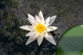 Waterlily in the greenhouse at the Botanic Garden of the Jagiellonian University, Krakow, Poland. Royalty Free Stock Photo