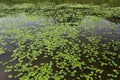 Waterlily pond