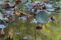 Waterlily pond, dry and dead water lilies, dead lotus flower, beautiful colored background with water lily in the pond