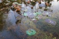 Waterlily pond, dry and dead water lilies, dead lotus flower, beautiful colored background with water lily in the pond Royalty Free Stock Photo