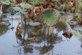 Waterlily pond, dry and dead water lilies, dead lotus flower, beautiful colored background with water lily in the pond Royalty Free Stock Photo